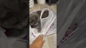 Кот Дым любитель пакетов.