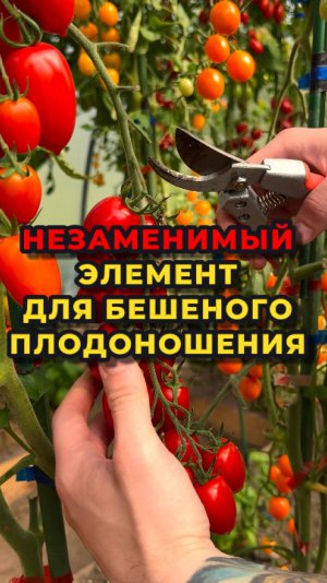 Вот что необходимо растениям для бешеного плодоношения