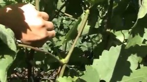 ЗАЧЕМ ОПЫТНЫЕ ВИНОГРАДАРИ УДАЛЯЮТ ЭТО НА ВИНОГРАДНЫХ КУСТАХ