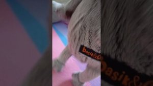 утро басиков????😃