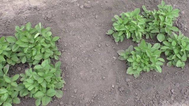 Клубника из семян на 30 июня