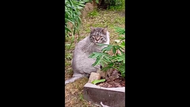 Кот. Космос