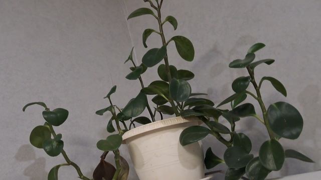 цветы 4