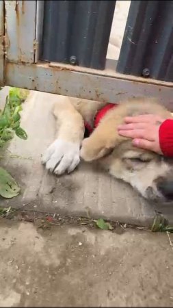 Тайсон сын гороча и гюрзы , дубль вязка в Москве