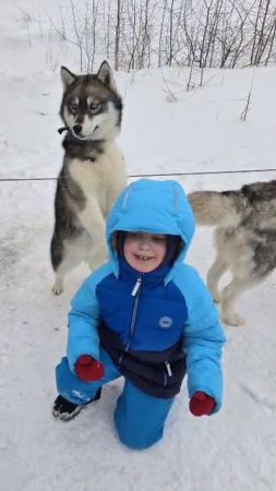 в гостях у хаски