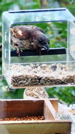 Воробьи в кормушке на окне зажигают