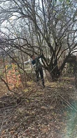 расчистка участка