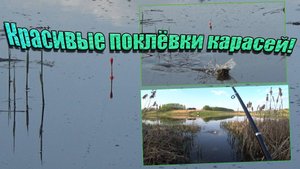 Ловля карасей, на поплавочную удочку, в камышах! Рыба пришла на прикормку, и устроила бешеный клев!