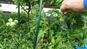 Плюсы и минусы томатов-гномов – мой практический опыт выращивания