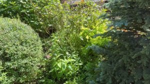 Полная карта ухода за участком от Green Space: пошаговое руководство для идеального сада