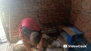 Мои котята