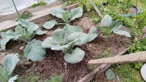 Занялась капустой, пришло время убрать нижние листья.