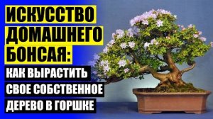 💡 ЦВЕТОК ДЛЯ ОФИСА В ГОРШКЕ 🔥 КАК ПРАВИЛЬНО ВЫРАСТИТЬ БОНСАЙ ИЗ СЕМЕЧКИ ⛔
