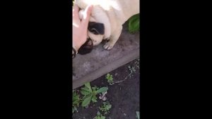 МОПС И МАЛИНА: СЛАДКАЯ МЕСТЬ! 😱 КТО КОГО ПЕРЕЕЛ?