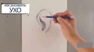 ухо - советы по рисунку