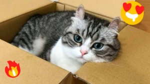 😹СМЕШНО ДО СЛЁЗ ▶ Приколы с кошками🔥