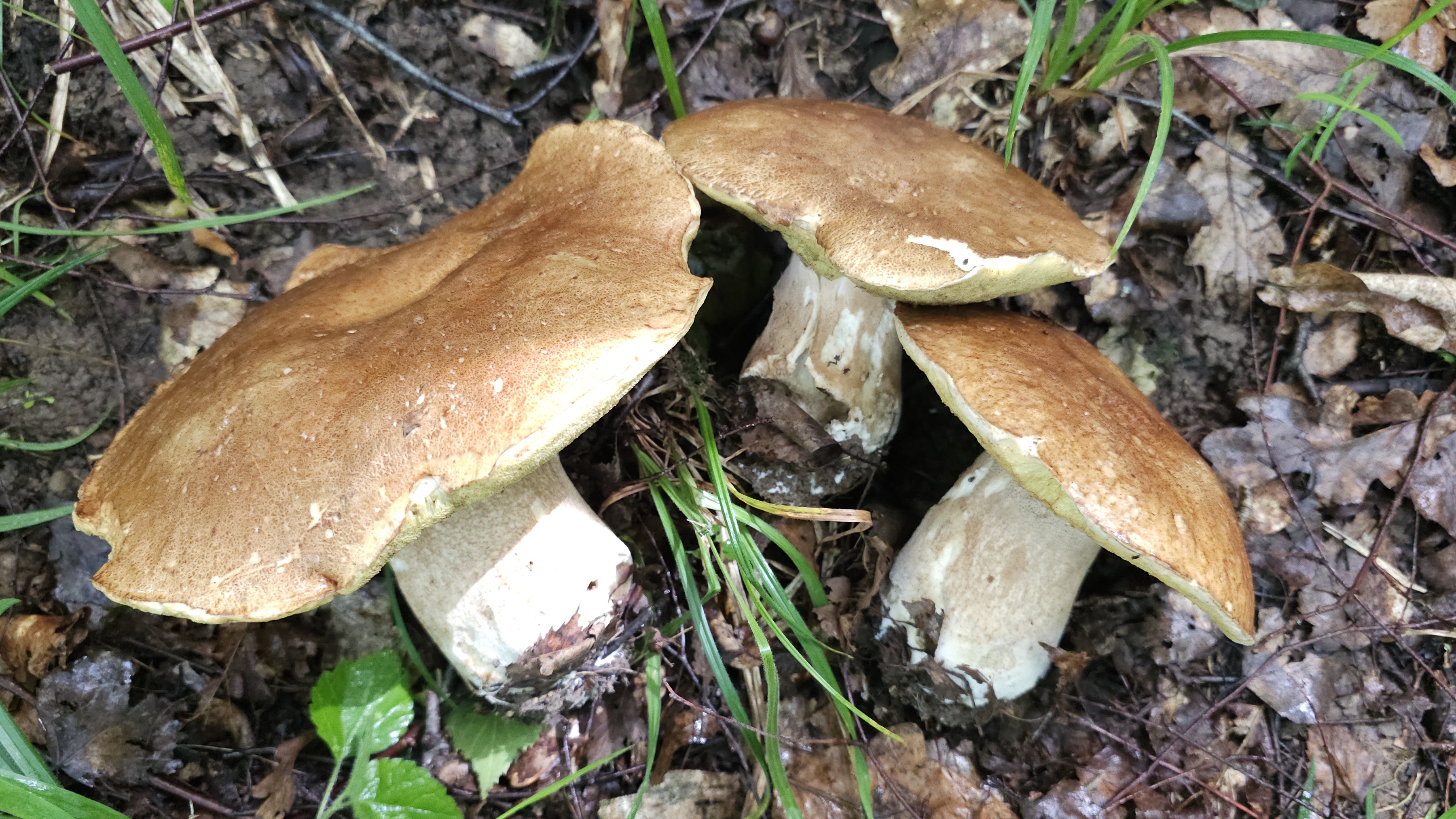 Белые Грибы в Подмосковье. Июнь 2025 смотреть онлайн