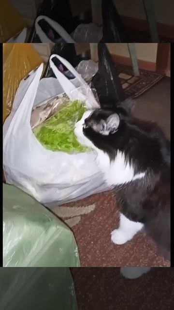 Киса веган) смотреть онлайн