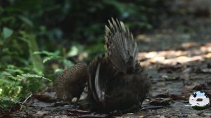 Малазийский павлиний фазан Polyplectron malacense