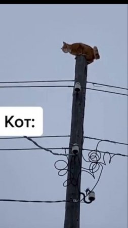 кот: