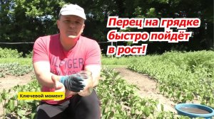 Плохо растёт сладкий перец после высадки на грядку Решение проблемы.