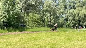 1 Отл. КЧК Ингерманландия ШАЙНИНГ СТАР +++ №64. КЧК ВЕЛИКИЙ НОВГОРОД 15 июня`25 В.Федоров Моно н/о