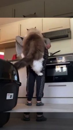 Котёнок уже не тот