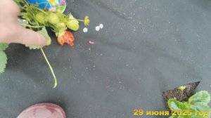 7 соток. Клубнику едят птицы. Что делать? Хроника 29 июня 2025 год.