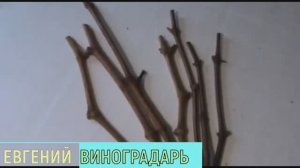 СДЕЛАЙ ЭТО И КОРНИ БУДУТ РАСТИ КАК НА ДРОЖЖАХ
