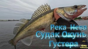 Судак Окунь Густёра РЫБАЛКА КЛЁВ РЕКА НЕВА ПИРОГИ АВРОРА ДРОПШОТ ОТВОДНОЙ ПОВОДОК ДЖИГ РЕЗИНА