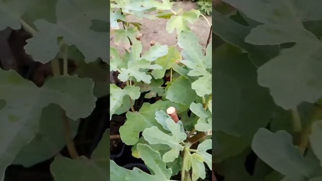Инжир Мичуринский 10 от Small Gardens