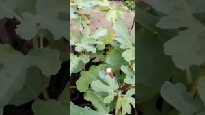 Инжир Мичуринский 10 от Small Gardens