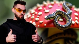 КАК МУХОМОР ВЛИЯЕТ НА ЗДОРОВЬЕ