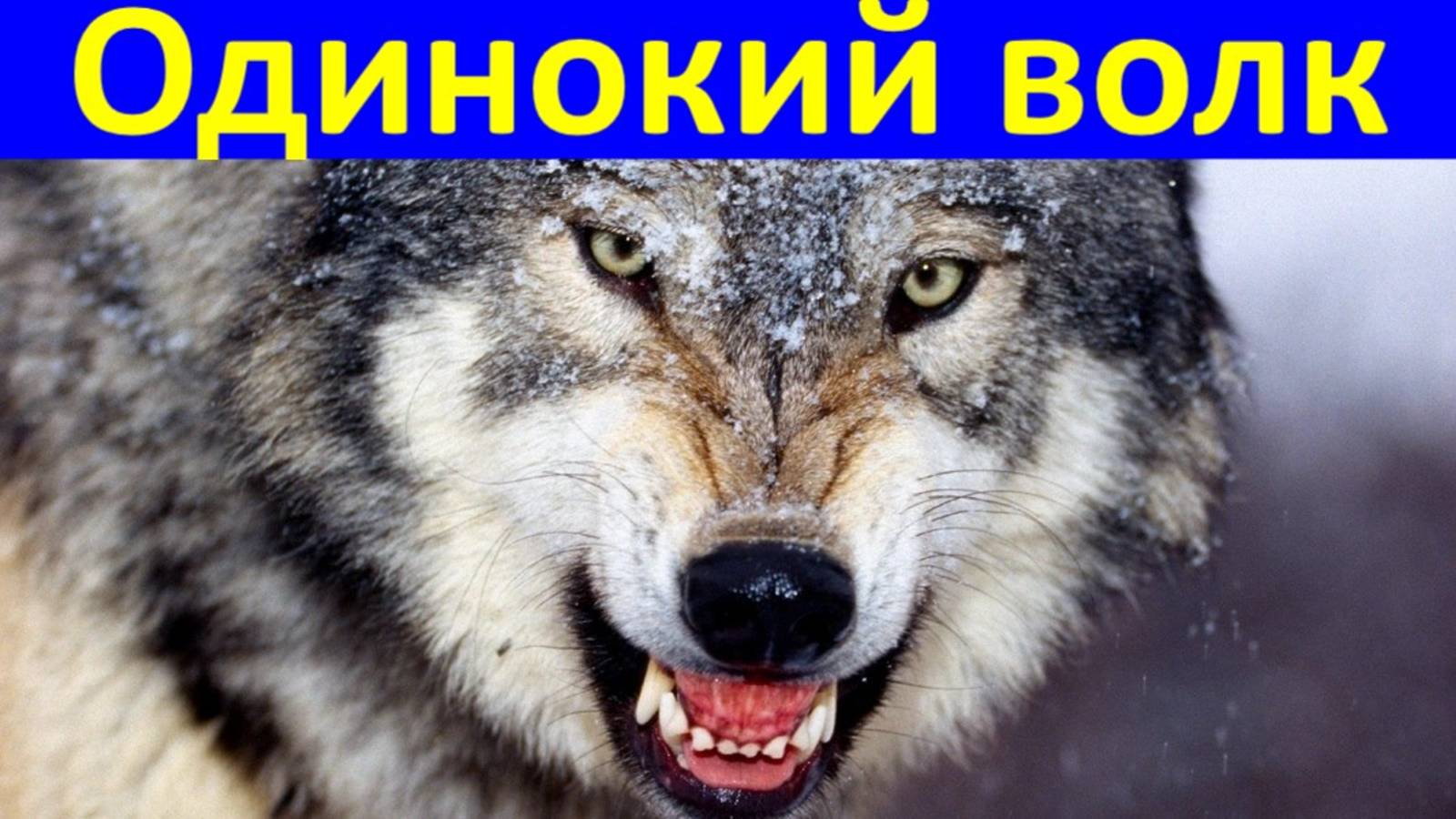 Песня Одинокий волк Песни лучший Шансон слушать