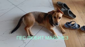 ПЕС ЛЮБИТ МАЙОНЕЗ 2025