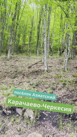 Лес в пос. Азиатском КЧР ⛰