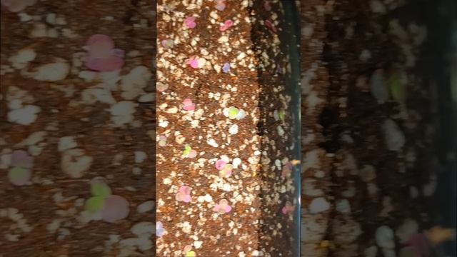 Детки Каланхоэ Серрата Розовые Бабочки (Kalanchoe serrata Pink Butterflies)!