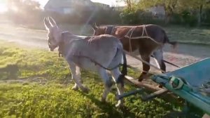 выезжаю на осликах за травой