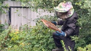 Рой пчёл сел на яблоню в саду.Жизнь в Деревне