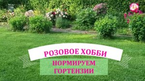 ГОРТЕНЗИЯ. НОРМИРОВКА.