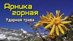 Арника горная. Лечебные свойства растения
