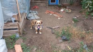 Наблюдаю , как Джек снимает шлейку! Джек любит фундук!? Скоро первый помидор! 🍅