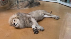 Царские львы в лучшем Казанском зоопарке