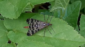 скорпионница обыкновенная (Panorpa communis)