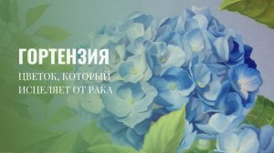ГОРТЕНЗИЯ 🌸
Цветок, который исцеляет от рака