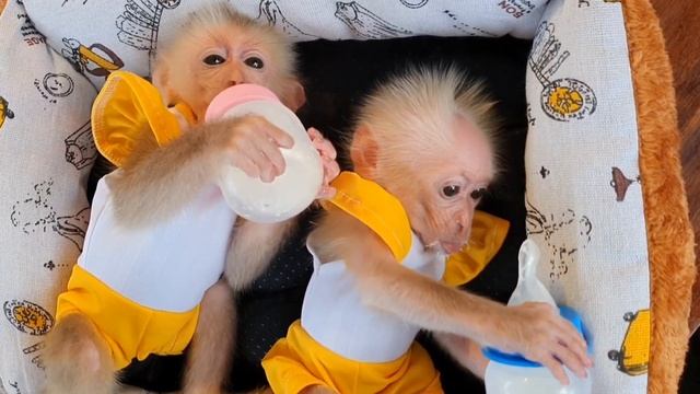 Обезьянки лапатушки пушистики не кричат не орут не брыкаются уже Пьют молоко из соски Лежат мышата т