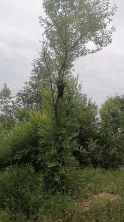 VID_20250629_090332