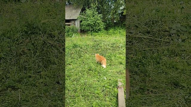 Деревенские будни🏡 Рыжий кот Фокс 🐱 гуси, хозяюшка Лапа