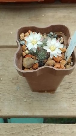 Айлостера Альбифлора Кактусы