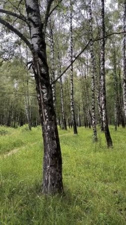Березовая роща
